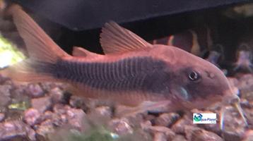 Corydoras aeneus beschikbaar voor biedingen