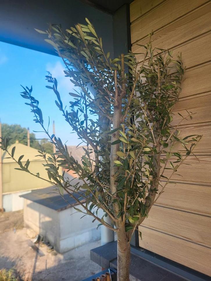Olijfboom in op stam, in pot., Tuin en Terras, Planten | Bomen, Olijfboom, 100 tot 250 cm, Volle zon, Bloeit niet, In pot, Ophalen of Verzenden