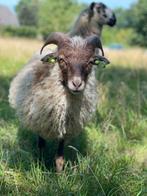Skudde ram te koop, Dieren en Toebehoren, Schapen, Geiten en Varkens, Mannelijk, Schaap