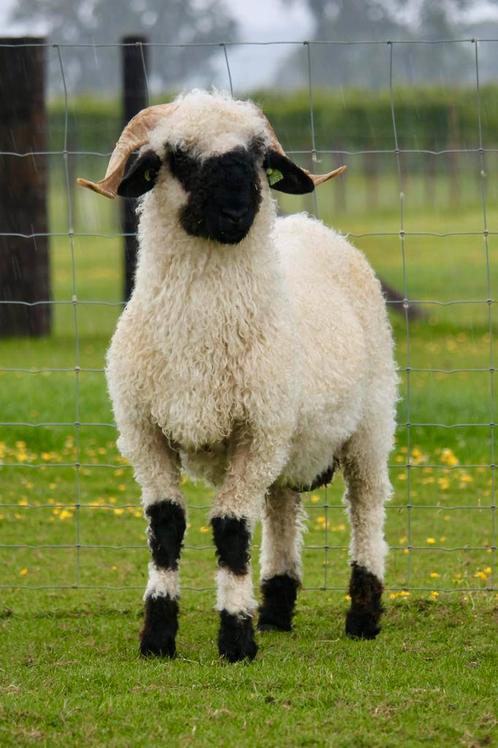 Walliser Schwarznase Fokram ARR/ARR, Dieren en Toebehoren, Schapen, Geiten en Varkens, Schaap, Mannelijk, 0 tot 2 jaar