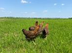 Jonge tamme Welsumer kippen gesekst en ingeënt, Dieren en Toebehoren, Pluimvee, Vrouwelijk, Kip
