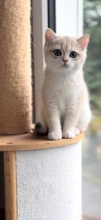 ❣️Per direct beschikbaar.❣️Uniek Golden Blue kitten, Kater, Gechipt, 0 tot 2 jaar