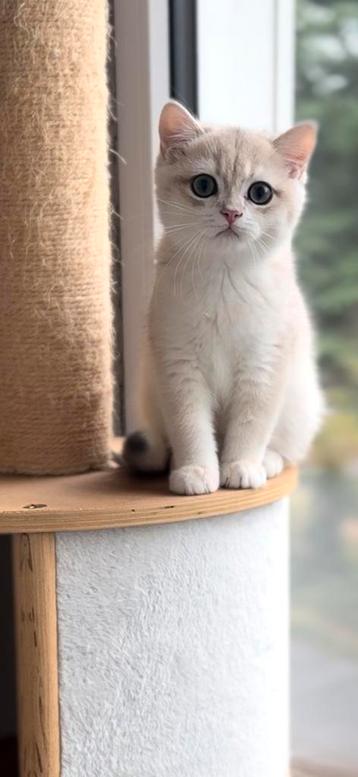  ❣️Per direct beschikbaar.❣️Uniek Golden Blue kitten  beschikbaar voor biedingen
