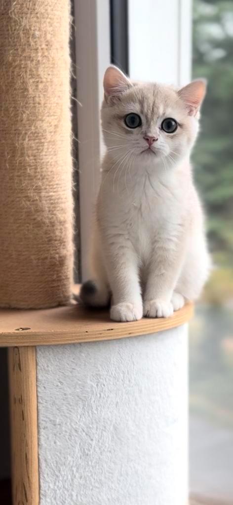 ❣️Per direct beschikbaar.❣️Uniek Golden Blue kitten, Dieren en Toebehoren, Katten en Kittens | Raskatten | Korthaar, Kater, 0 tot 2 jaar