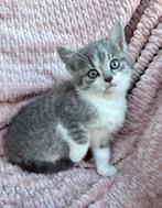 Waanzinnig gave kitten, Dieren en Toebehoren, Katten en Kittens | Overige Katten, Poes