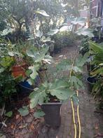 Jonge Vijgenboom in Pot - Klaar om te Planten!, Volle zon, Vaste plant, Ophalen of Verzenden, Bloeit niet