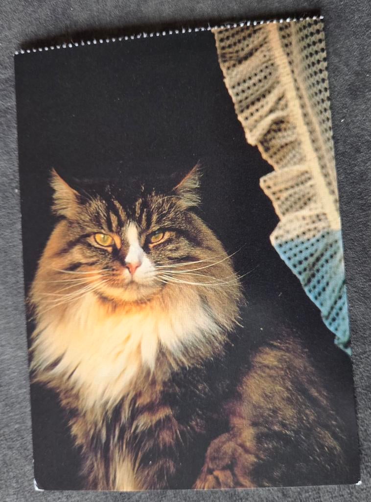 Mooie langharige kat, Verzenden, 1980 tot heden, Gelopen, Hond of Kat