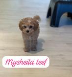 Toy poedel pup, teefje & mag al verhuizen, Dieren en Toebehoren, Honden | Chihuahua's en Gezelschapshonden, Poedel, 8 tot 15 weken