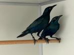 Groenstaart glansspreeuw - lamprotornis chalybaeus, Meerdere dieren, Geringd