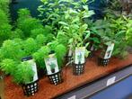 Diverse aquariumplanten, Dieren en Toebehoren, Vissen | Aquariumvissen, Overige typen
