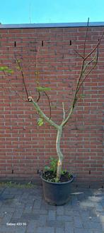 TE KOOP ....VIJGEN STEKJES.... VERSCHILLENDE SOORTEN EN MAAT, Ophalen of Verzenden, Vijgenboom