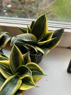 Sanseveria Hahnii, Huis en Inrichting, Ophalen of Verzenden, Halfschaduw, Minder dan 100 cm