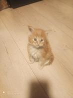 Russische Maine Coon kittens met stamboom, Dieren en Toebehoren, Katten en Kittens | Raskatten | Langhaar, Meerdere dieren, Met stamboom