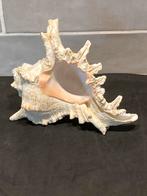 Schelp Ramose Murex (161225), Ophalen of Verzenden, Schelp(en)