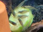 Hobbyaquarium  Japonica XL garnalen effectieve algeneters, Kreeft, Krab of Garnaal, Zoetwatervis, Schoolvis
