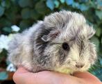 Knap cavia beertje zilver en wit CH Teddy kruising, Dieren en Toebehoren, Knaagdieren, Cavia, Mannelijk, Juli, Tam