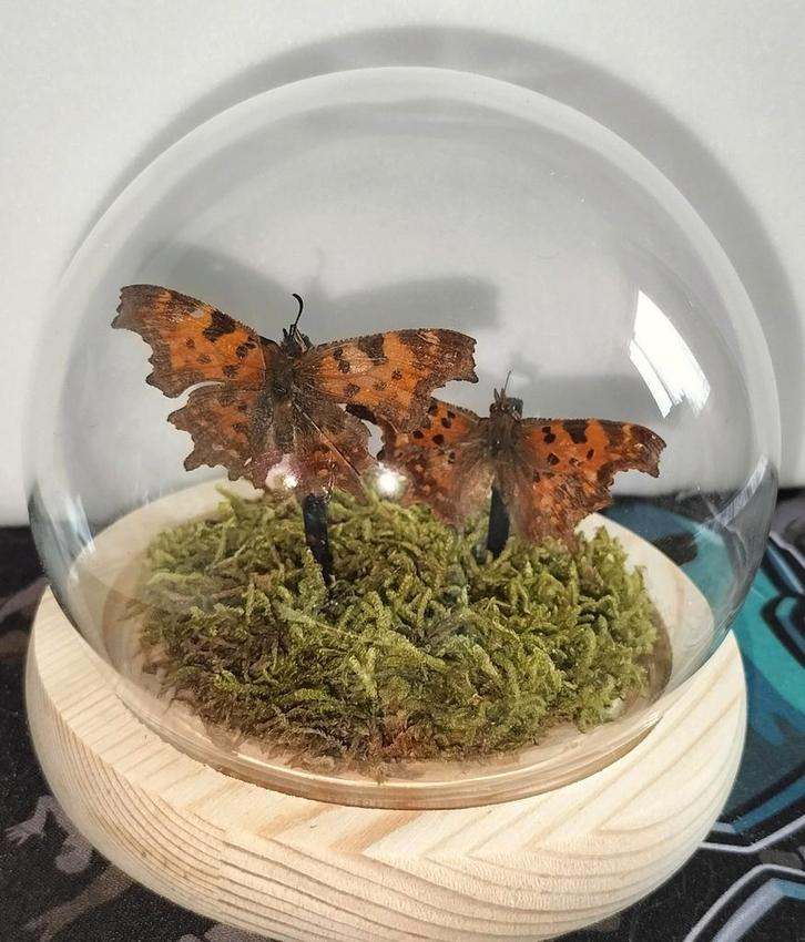 Twee gehakkelde Aurelia vlinders in stolp, Verzamelen, Dierenverzamelingen, Nieuw, Ophalen of Verzenden