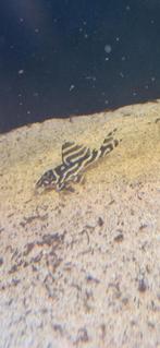 3  L236bs volwassen pleco, Dieren en Toebehoren, Vissen | Aquariumvissen, Vis