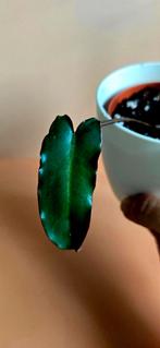 Philodendron Billietiae x Atabapoense – babyplant, Ophalen of Verzenden, Overige soorten, Minder dan 100 cm