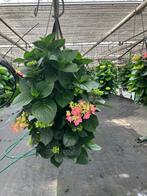 **Unieke Hortensia Hangzak – Fleur je tuin op! **, Tuin en Terras, Ophalen, Zomer, Overige soorten, Halfschaduw