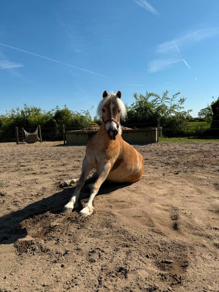 Gezocht! Bijrijder en verzorger voor leuke Haflinger, Dieren en Toebehoren, Paarden en Pony's | Verzorgingsproducten, Zo goed als nieuw