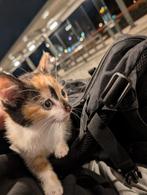 Prachtig driekleurig katje, Poes, Ontwormd, 0 tot 2 jaar