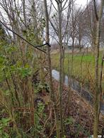 Lindes, Lindebomen, Ophalen