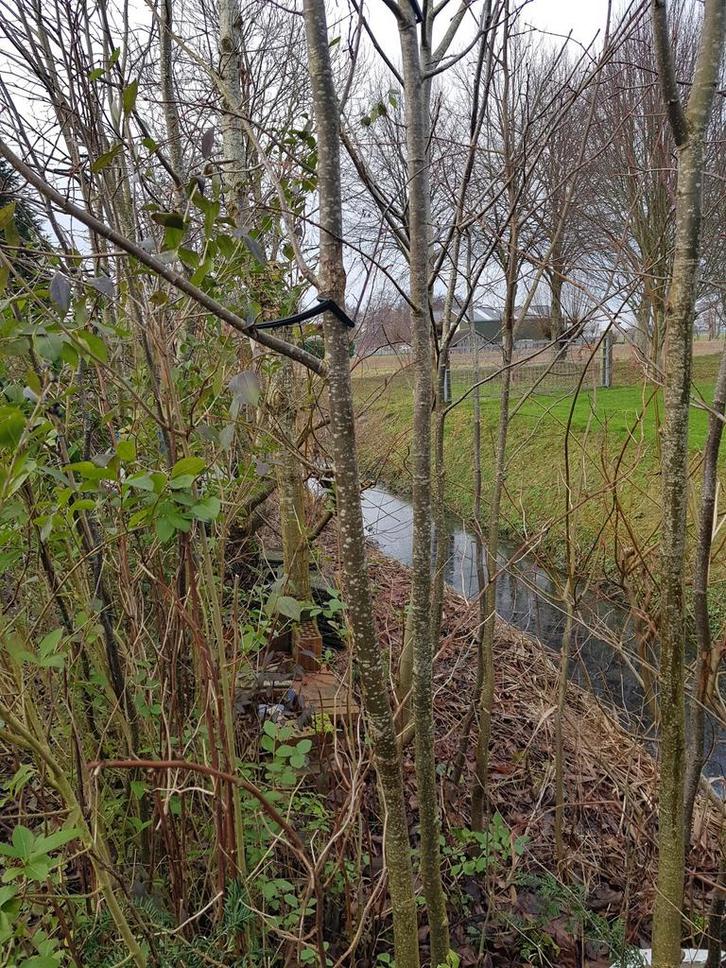 Lindes, Lindebomen, Tuin en Terras, Planten | Fruitbomen, Ophalen