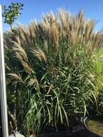 Siergras hoog 1,5 m Gratis, Ophalen, Volle zon, Vaste plant, Siergrassen