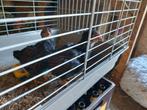 Haantje dubbel gezoomde barnevelder, Dieren en Toebehoren, Mannelijk, Kleurkanarie