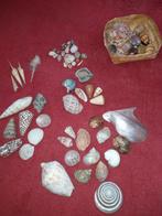 Grote verzamel;ing schelpen, Verzamelen, Mineralen en Fossielen, Ophalen, Schelp(en)