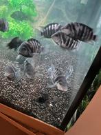 Zebra cichliden, Vis, Zoetwatervis