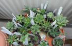 Cactussen en vetplanten: haworthia's, huernia's, ceropegia's, Huis en Inrichting, Kamerplanten, Ophalen of Verzenden, Vetplant