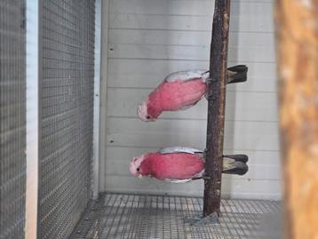 Diverse koppels rose kakatoes  beschikbaar voor biedingen