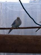 Blauw pastel split zwart rosella man 2023, Dieren en Toebehoren, Mannelijk, Parkiet