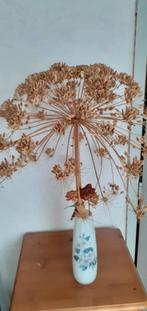 Gedroogde Berenklauw - Decoratief Element, Ophalen of Verzenden