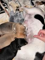 Jackrussel pups, Dieren en Toebehoren, Particulier, Meerdere, 8 tot 15 weken, Meerdere dieren