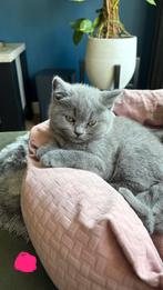 Britse korthaar kittens, Dieren en Toebehoren, Katten en Kittens | Overige Katten, Kater