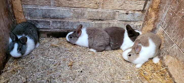 Alvast te reserveren jonge raszuivere hollanders, Dieren en Toebehoren, Konijnen, Dwerg, Meerdere dieren, 0 tot 2 jaar