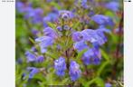 Zaden Turkse drakenkop, Dracocephalum, plukbloem, Ophalen of Verzenden, Volle zon