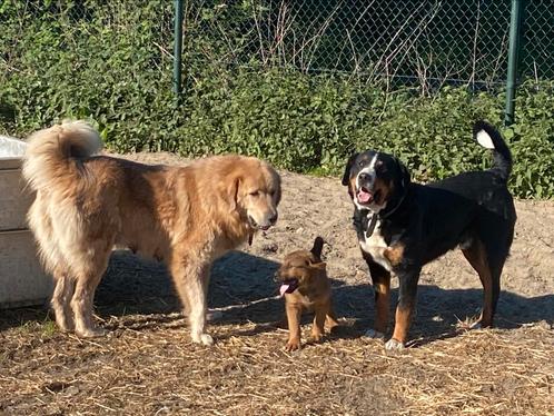 Unieke combinatie Appenzeller x Tibetaan pup(reu), Dieren en Toebehoren, Honden | Niet-rashonden, Groot, Meerdere dieren, Particulier