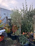 Rustieke olijf bomen ongeveer 6 st nu prijs van 75.- tot 125, Tuin en Terras, 100 tot 250 cm, Olijfboom, Zomer, Ophalen