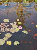 Roze (kleine) waterlelie, Ophalen, Zo goed als nieuw