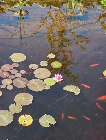 Roze (kleine) waterlelie beschikbaar voor biedingen