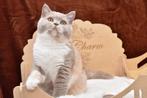 Fawn tortie British Shorthair DBE program (r 03), Kater, Gechipt, 0 tot 2 jaar