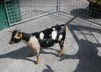 prachtig dwerg geitje geit met maanvlekken maanvlek, Dieren en Toebehoren, Schapen, Geiten en Varkens, Vrouwelijk, Geit, 0 tot 2 jaar