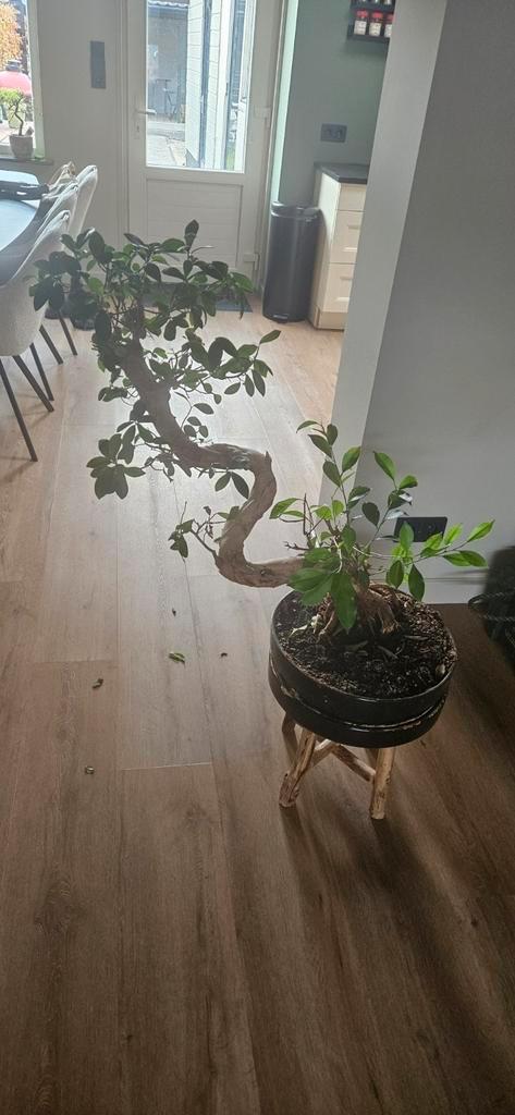bonsai ficus ginseng, Huis en Inrichting, Kamerplanten, Ficus, Minder dan 100 cm, Halfschaduw, Ophalen