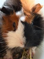 Lieve cavia beertjes te koop, Cavia, Mannelijk, December, Tam