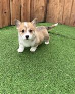 Welsh Corgi Pembroke pup (reu), Parvo, Particulier, Reu, 8 tot 15 weken