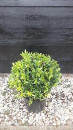 Ilex bol 35cm AANBIEDING!!, Ophalen, Hulst, Struik, Minder dan 100 cm